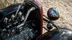 اکانت قانونی Forza Horizon 5 Standard Edition برای PS5